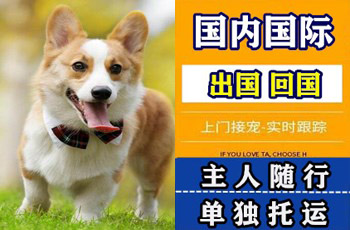 福州市宠物托运公司福州市宠物托运公司福州市宠物托运公司