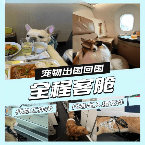 福州市宠物托运到白俄罗斯宠物入境规定和要求